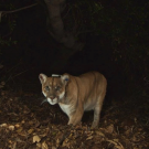 P-22 stares at a remote camera positioned in the Santa Monica Mountains in 2015. (National Park Service)