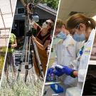UC Davis research topics include, from left, weeds in rice fields, heat and changing urban landscapes, COVID-19-posirive blood samples and GPU clusters. See more information in box below.