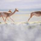 Vicuñas crossing the landscape. (Joe Riis)