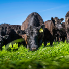 A herd of cattle graze on grass in an open field.
