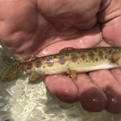 The McCloud River Redband Trout, or O. mykiss calisulat is the only known native fish found in the Upper McCloud Basin. (Steve MacMillan)