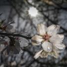 Almond blossoms on a tree branch.