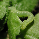 A cabbage looper munches the leaves of an Arabidopsis plant. To deter such predators, plants have evolved specialized metabolites as a defense mechanism, but the complexity of the factors driving the development of these metabolites has historically not been well understood – until now.