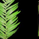 A study found that redwood trees have two different leaves that serve different functions. The peripheral leaf, left, focuses on photosynthesis while the axial leaf is devoted to absorbing water. (Alana Chin/UC Davis)