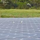 Two white great egrets stand atop a floatovoltaic array in Florida. (Rebecca R. Hernandez/UC Davis)