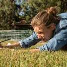 Before the sheep are released, assistant professor Haven Kiers of Human Ecology measures the grass.
