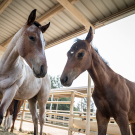 Young horses in their spaces at the UC Davis Horse Barn.