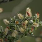 A gray willow flowers in Arctic Greenland. (Eric Post, UC Davis)