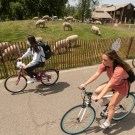Students pass grazing sheep outside of Bainer Hall on campus. (Gregory Urquiaga/UC Davis)