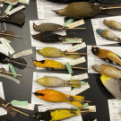 Rows of orioles, buntings and other birds line a table during the Laboratory in Biology & Conservation of Wild Birds class. (Malia Reiss, UC Davis)