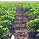 Rows of Pima and Upland cotton from screening trial of Fusarium wilt disease. (Bob Hutmacher/UC Davis)