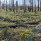 A post-fire area of the Sierra Nevada mountains with negligible conifer regeneration. (Joseph Stewart, UC Davis/USGS)
