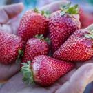 The UC Davis Finn is one of two new strawberry varieties bred to be large, sweet, and to ripen in winter. (Hector Amezcua/UC Davis)