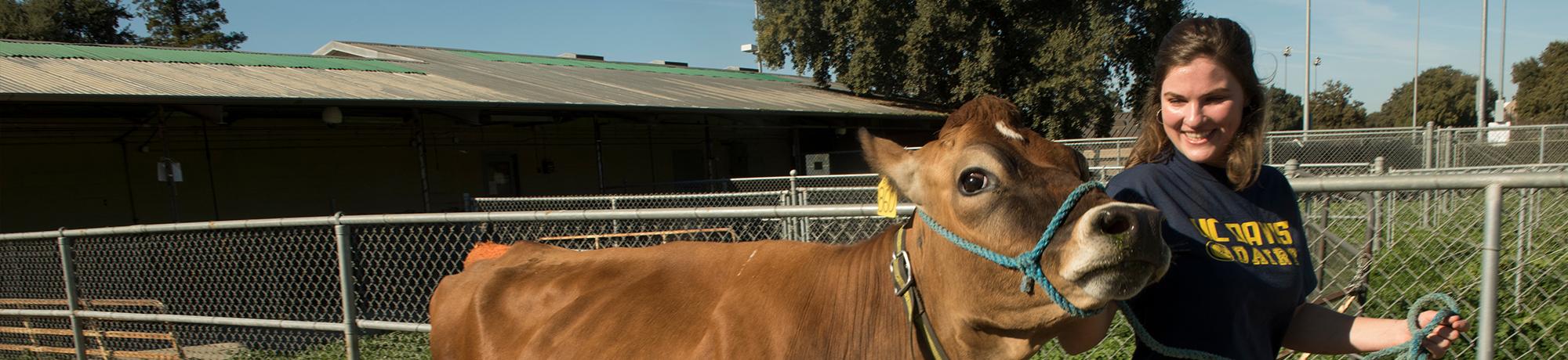 A student walks a cow at the campus dairy.