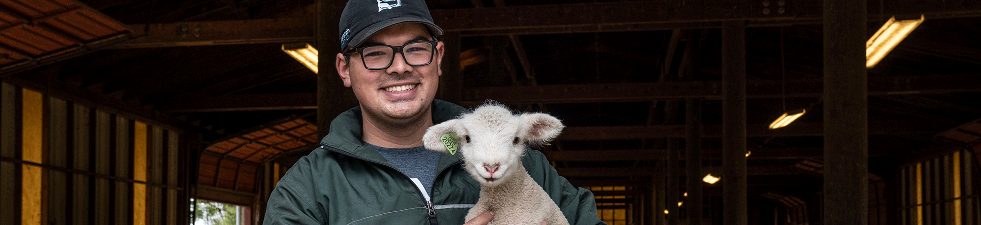 A student holds a lamb inside the Sheep Barn.