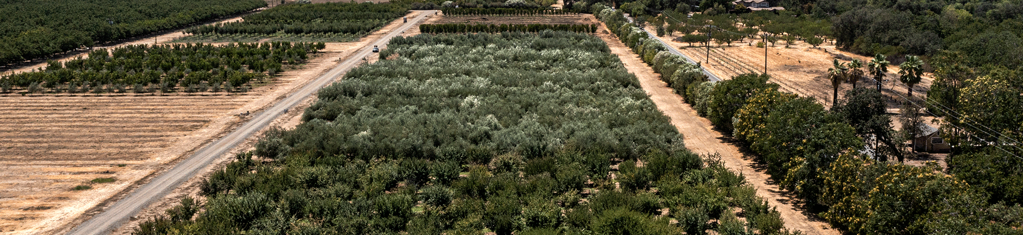 An aerial view of the orchards. 