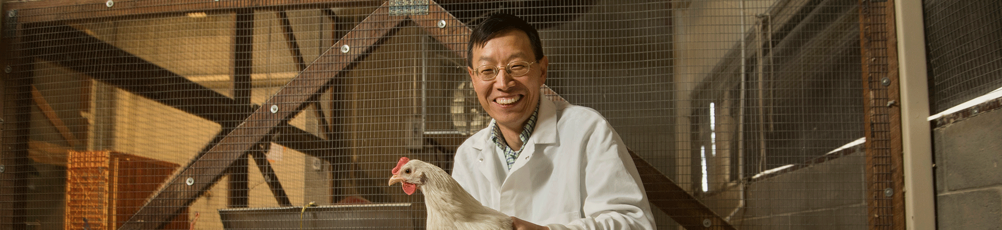 UC Davis Animal Science Professor Huaijun Zhou photographed with white leghorn chickens.