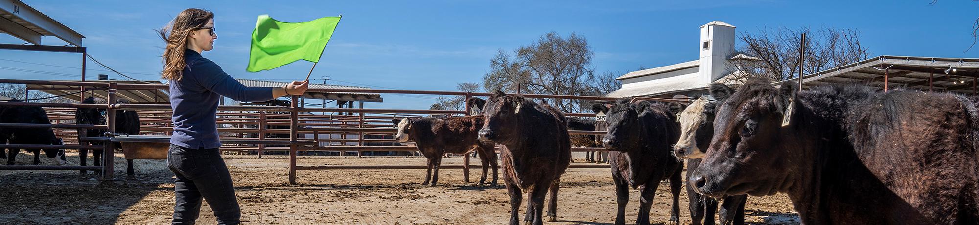 Kristina Marie Horback, assistant professor in Animal Science does a cattle personality test on Monday, March 2, 2020.
