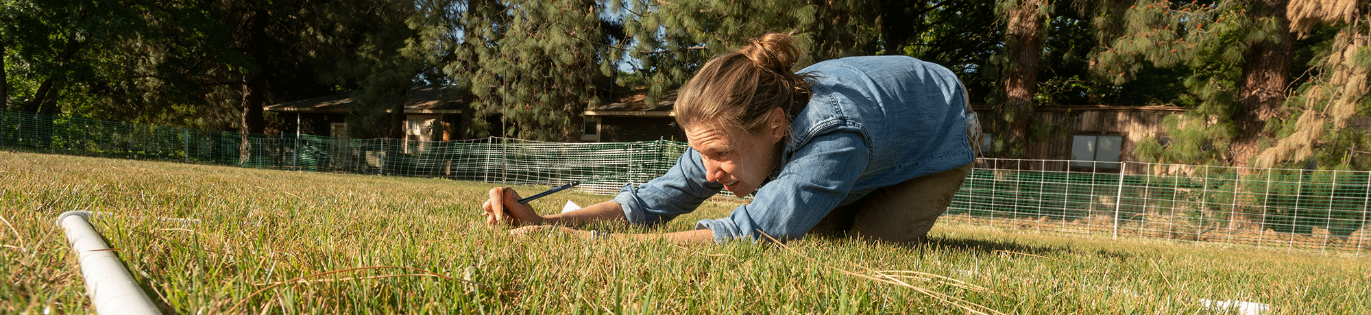 Before the sheep are released, assistant professor Haven Kiers of Human Ecology measures the grass.