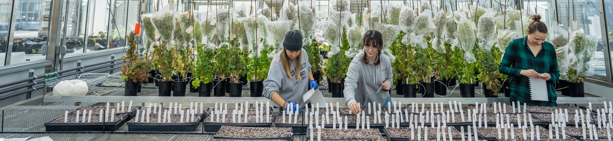Students work with plants in the Core Greenhouse Complex. 