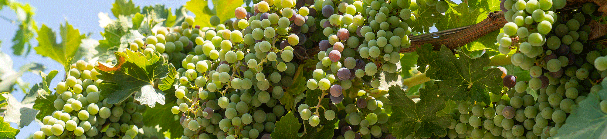 Green grapes growing on a trellised vine.